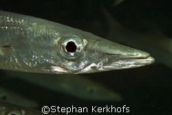Yellowtail barracuda (Sphyraena flavicauda) taken is shal... by Stephan Kerkhofs 